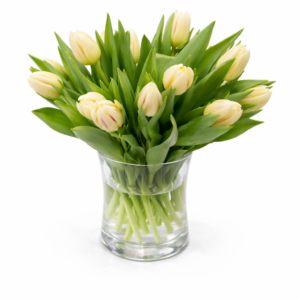 Tulpanbukett med 20 krämfärgade tulpaner handbunden av florist