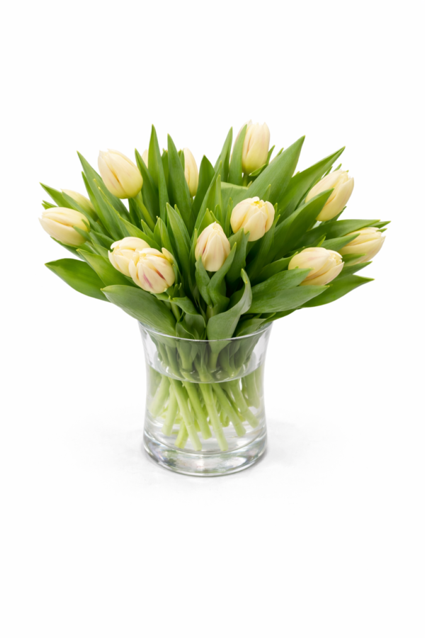 Tulpanbukett med 20 krämfärgade tulpaner handbunden av florist